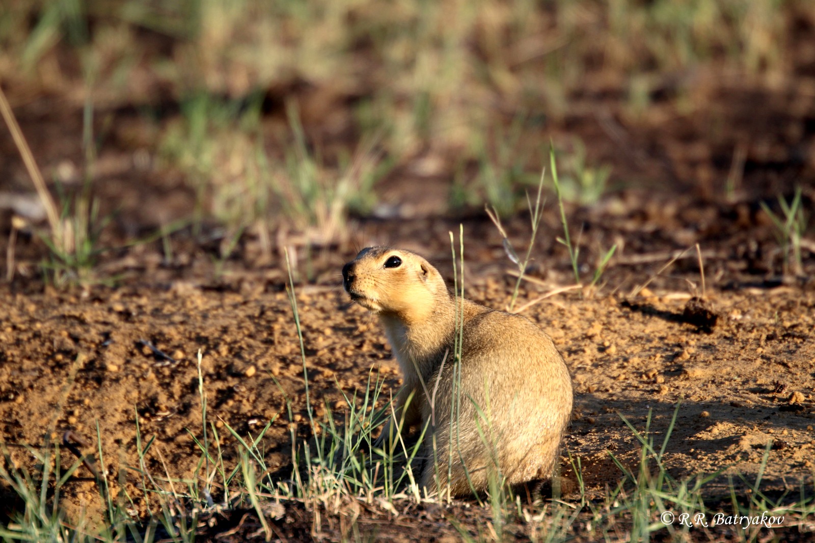 Суслик степной. В каких зонах обитает суслик. Суслик степной. Зона степей суслик. Суслик ареал.